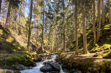 Forêt La Plagne Forêt La Plagne